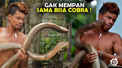raja cobra